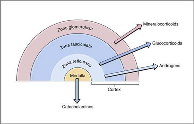 <p>Aldosterone is primarily produced in the zona glomerulosa of the adrenal cortex.</p>