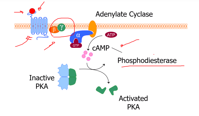 <p>Adenylate cyclase converts ATP into cAMP,</p><p>cAMP will activate a kinase (Kinases put phosphate groups onto targets), which allows long-lasting cellular effects. cAMP levels are broken down by phosphodiesterases</p>