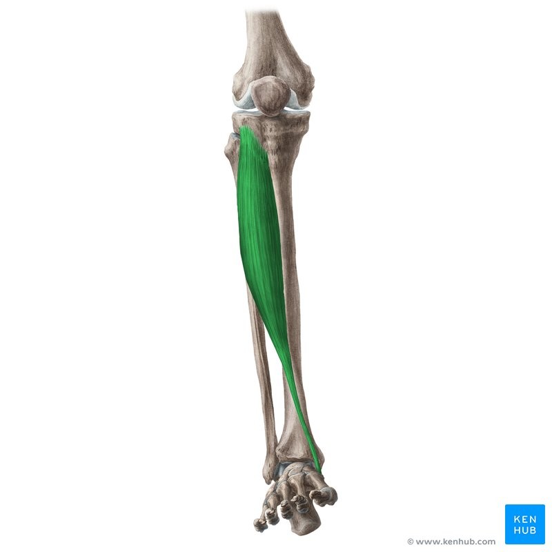 <p>L1F</p><p>Lateral condyle and body of tibia</p><p>1st metatarsal and 1st cuneiform</p><p>Flex foot at ankle; inverts foot</p><p>Ankle</p>