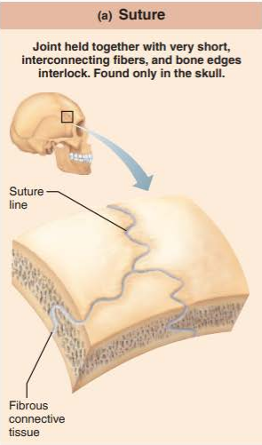 <p>short seams of collagen fibers that connect bones of the skull</p><p>synarthrosis</p>