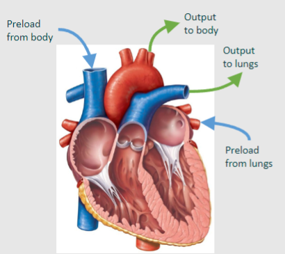 <p>•Balances outputs of the right ventricle and left ventricle – important</p><p>• Responsible for fall in cardiac output during a drop in blood volume or vasodilation (e.g. haemorrhage, sepsis)</p><p>• Restores cardiac output in response to intravenous fluid transfusions</p><p>• Responsible for fall in cardiac output during orthostasis (standing for a long time) leading to postural hypotension &amp; dizziness as blood pools in legs.</p><p>• Contributes to increased stroke volume &amp; cardiac output during upright exercise</p>