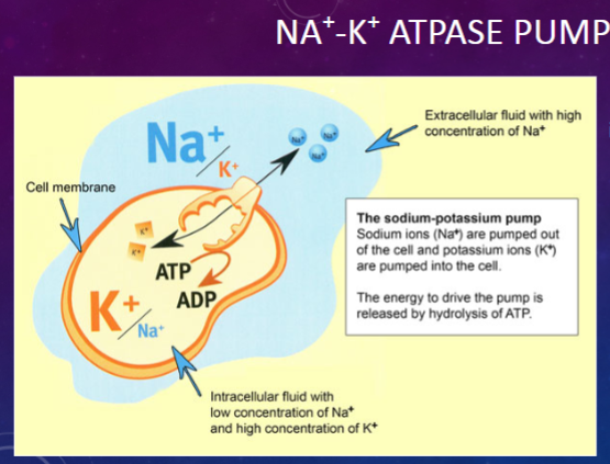<p>✿ The Na+/K+ ATPase pump maintains a <span class="tt-bg-yellow">high</span> intracellular concentration of <span class="tt-bg-yellow">potassium</span> ([K+]) and a <span class="tt-bg-blue">low</span> intracellular concentration of <span class="tt-bg-blue">sodium</span> ([Na+]).</p>