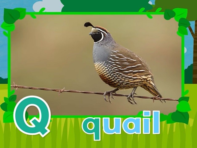 <p>quail</p>