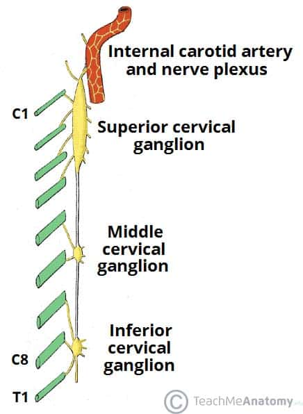 <p>-Sweat glands</p><p>-Pilomotor (hair)</p><p>-Blood vessels</p><p>-Skeletal muscles</p><p>-Skin</p><p>-GI Tract</p>