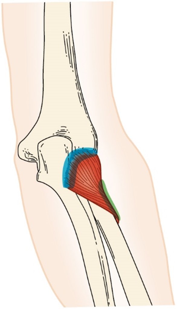 <p>supinator muscle </p>