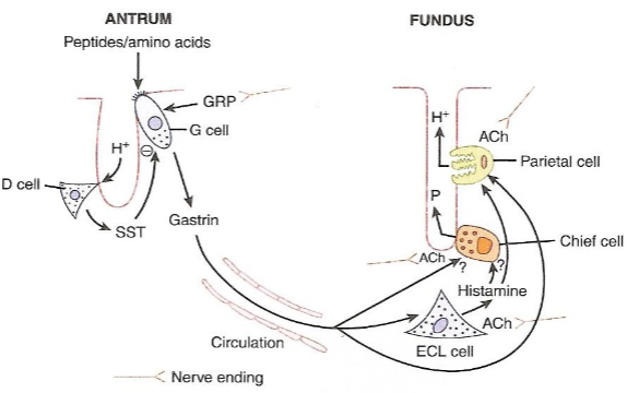 <p>♪Inputs to chief cells from nerve plexus</p><p>♪Parallels exist between gastric acid secretion and pepsinogen secretion</p><p>♪Stimulators/inhibitors of acid secretion during the cephalic and intestinal phases have the same effect on pepsinogen secretion</p>
