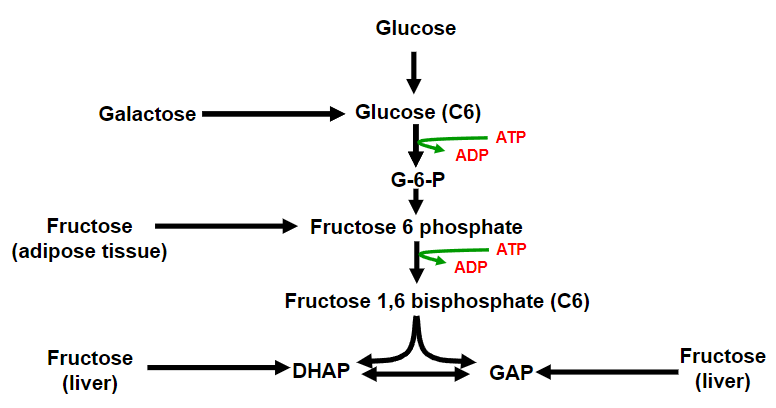 <p>Fructose (from the liver)</p>