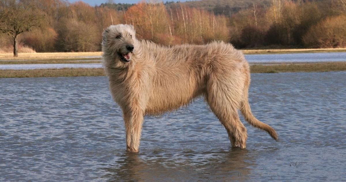 <p>(<strong>Retrievers, Waterhonden en Spaniëls)</strong></p>