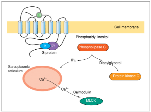 <p><strong>Oxytocin</strong> is a non-peptide hormone synthesized in the <strong>hypothalamus</strong> and released from the <strong>posterior pituitary gland</strong>.</p><p>It is released in response to <strong>suckling</strong> and <strong>cervical dilation</strong>.</p><p><strong>Oestrogen</strong>, released in the later stages of pregnancy, causes:</p><p>Increased <strong>oxytocin release</strong>.</p><p>Increased <strong>expression of oxytocin receptors</strong> in the uterus.</p><p><strong>Oxytocin</strong> also <strong>increases prostaglandin synthesis</strong>, which enhances uterine contraction.</p>