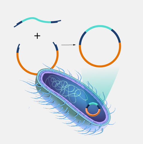 <p>Plasmids</p><p>Bacteriophages</p><p>Viruses</p><p>Artificial Chromosomes</p>