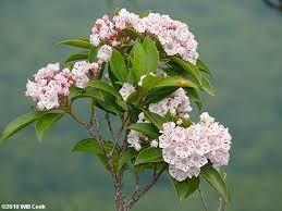 <p>Mountain-Laurel</p>