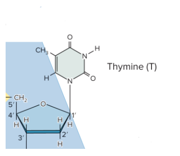 <p>Thymidine; Deoxythymidine</p>