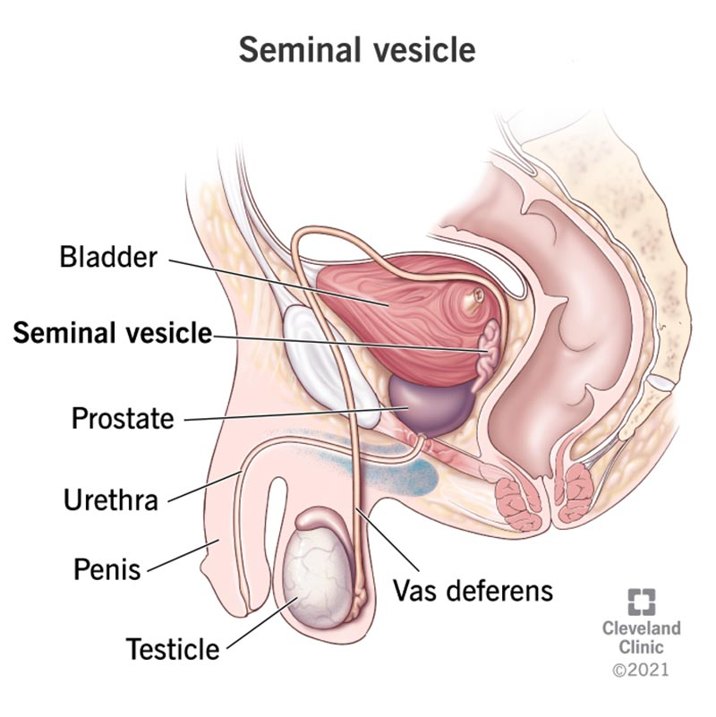 <p>How is the ejaculatory duct formed?</p>