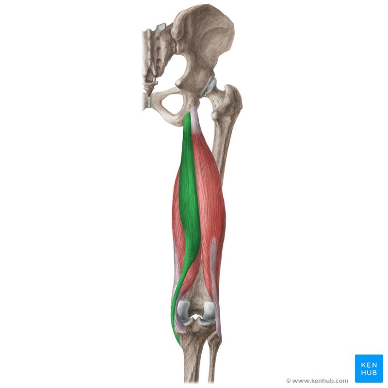 <p>IMF</p><p>Ischial tuberosity</p><p>Medial condyle and shaft of tibia</p><p>Flexes knee; extends thigh</p><p>Knee/hip</p>