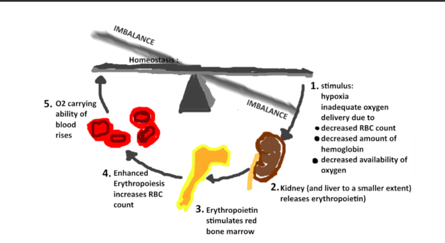 <p>what is the homeostasis?</p>