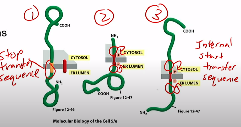 <p>1.Stop Transfer sequence</p><p>2/3.Internal start transfer sequence</p>