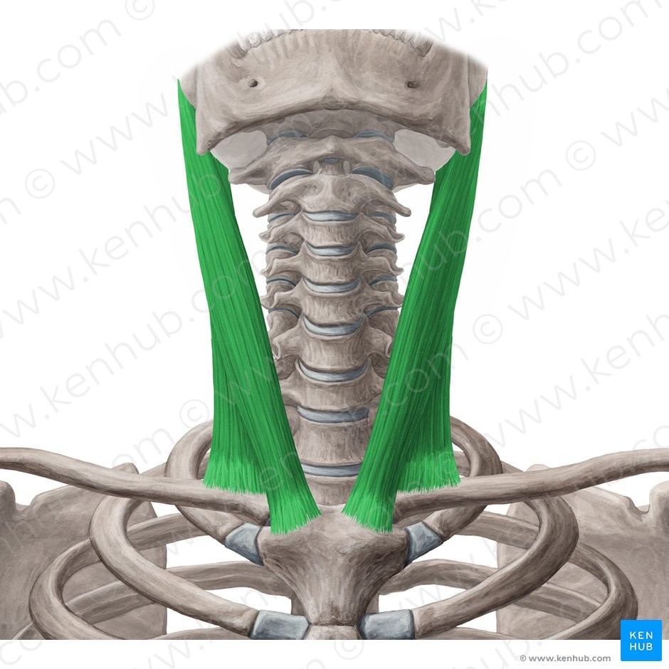 <p>SMF</p><p>Sternum and clavicle</p><p></p><p>Mastoid process and superior nuchal line</p><p></p><p>Flexes head bilaterally; rotates head unilaterally</p><p></p><p>Neck</p>