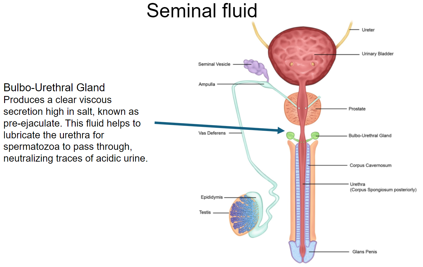 <p><strong>Secretion Type</strong>: Produces a <strong>clear, viscous secretion</strong> high in salt, known as <strong>pre-ejaculate</strong>.</p><p><strong>Lubrication</strong>: The secretion helps <strong>lubricate the urethra</strong>, facilitating the passage of spermatozoa.</p><p><strong>pH Neutralization</strong>: It plays a crucial role in <strong>neutralizing traces of acidic urine</strong> in the urethra.</p><p><strong>Functionality</strong>: This fluid prepares the urethra for the passage of sperm during ejaculation.</p>