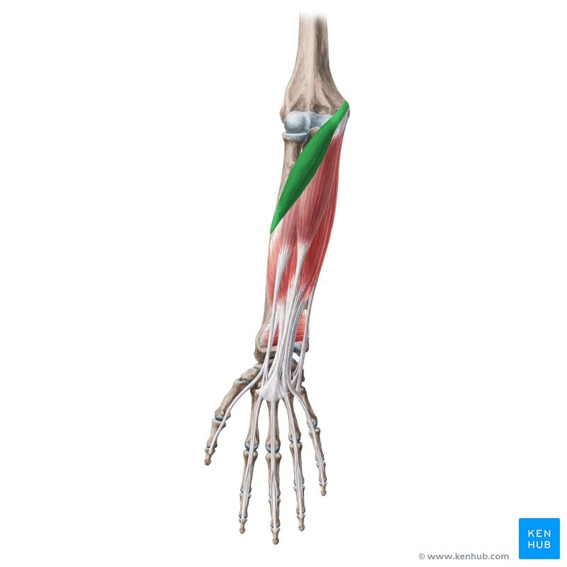 <p>MLP</p><p>Medial epicondyle of humerus and coronoid process of ulna</p><p>Lateral surface of middle of radius</p><p>Pronates forearm</p><p>Elbow</p>
