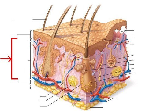 A layer tissue underneath the epidermis of the skin which contains blood vessels, lymphatic vessels, nerves, sensory receptors, and oil and sweat glands.