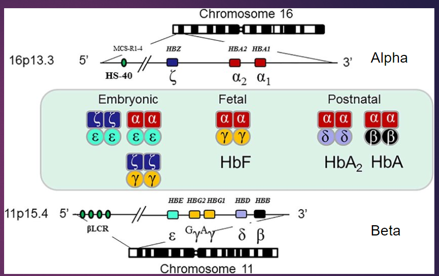 <p>They are arranged in order of expression during development.</p>