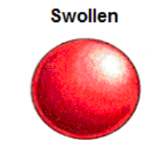 <p>water enters the cell because of the low amount of solutes outside of the cell</p>