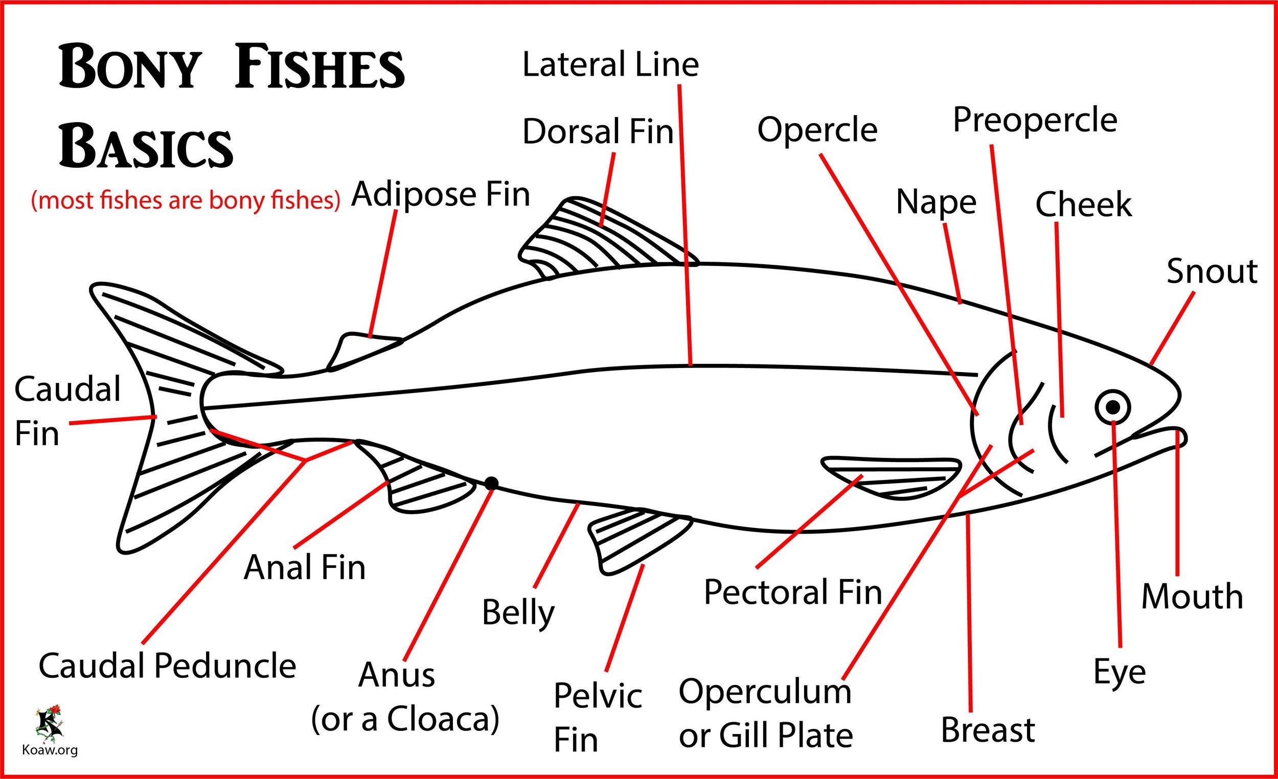 <p>• Begins at anal opening and varies in extent towards caudal fin. Some cases dorsal, caudal and anal fins fuse e.g. eels. Paired pelvic and pectoral fins </p><p>• One on either side of fish. Location and size varies with species. Pectorals midway upside of body, major propulsive appendage of most reef fish.</p>