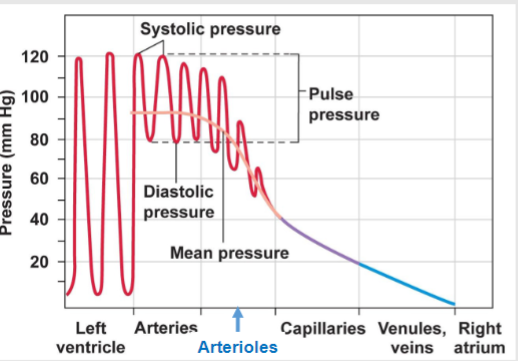 <p>-Arterioles</p><p>-Pressure drop of 40-50 mmHg amongst vessels</p>