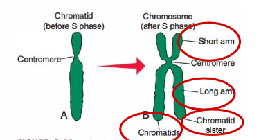 <p>While the __ phase is taking place, two sister chromatids like the one shown in (A) join to become a chromosome (B). A centromere links them together</p>