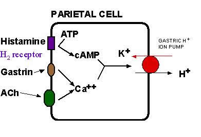 <p>☆ Histamine binds to H2 receptors on parietal cells, stimulating acid (HCl) secretion.</p>