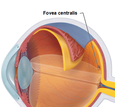 <p>&nbsp; where light is focused</p><p>&nbsp; = area of greatest visual acuity</p><p>&nbsp; no rods, just cones</p>