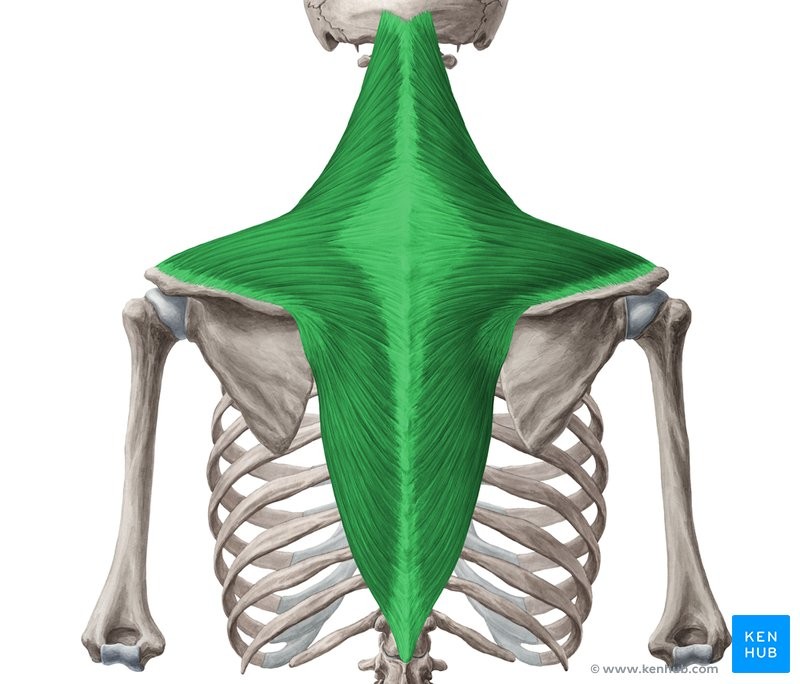 <p>OCE</p><p>Occipital bone, Spines of C7-T12</p><p>Clavicle and spine of scapula</p><p>Elevates, adducts, and depresses scapula.</p><p></p><p>Scapula</p>