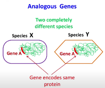 <p>Analogy: When there is no common ancestor – similar structures are produced by selection to meet similar function (convergent evolution)</p><p></p><p>• e.g. insect wing &amp; bird wing</p><p></p><p>• Although different </p><p>developmental mechanisms, some molecular components may be the same</p>
