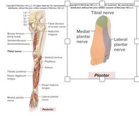 <p>L4-S3</p><p><u>Motor Innervation</u></p><p><strong>Posterior thigh muscles </strong>(<em>extend thigh and flex leg</em>)</p><p>Long head of biceps femoris</p><p>Semimembranosus</p><p>Part of adductor magnus</p><p><strong>Posterior leg muscles </strong>(<em>plantar flexors of foot, flexors of knee</em>)</p><p>Flexor hallucis longus</p><p>Gastrocnemius</p><p>Soleus</p><p>Popliteus</p><p>Tibialis posterior (<em>inverts foot</em>)</p><p><strong>P<em>l</em>antar foot muscles </strong>(<em>via medial and lateral plantar nerve branches</em>)</p><p><u>Cutaneous Innervation</u></p><p><u>heel </u></p>