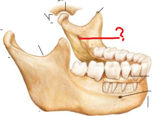 <p>Mandibular Foramen</p>