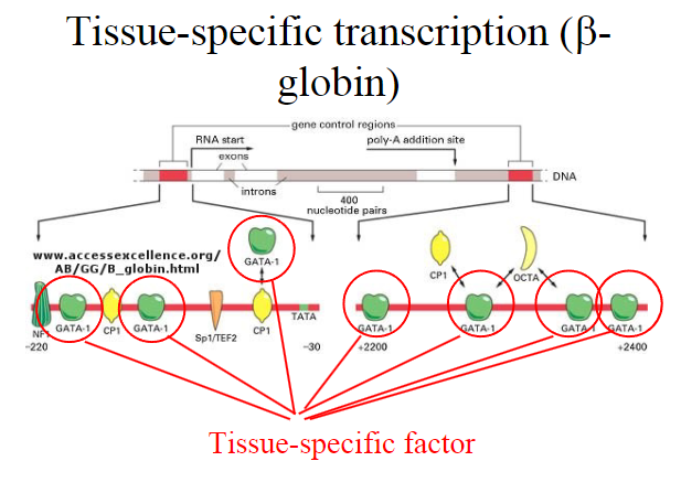 <p><strong>Tissue Specific Factors:</strong></p><p>Tissue-specific factors are expressed in specific tissues or cell types.</p><p>Their expression is <span class="tt-bg-green">often regulated in a manner that restricts their presence to particular developmental stages</span> or physiological conditions.</p>