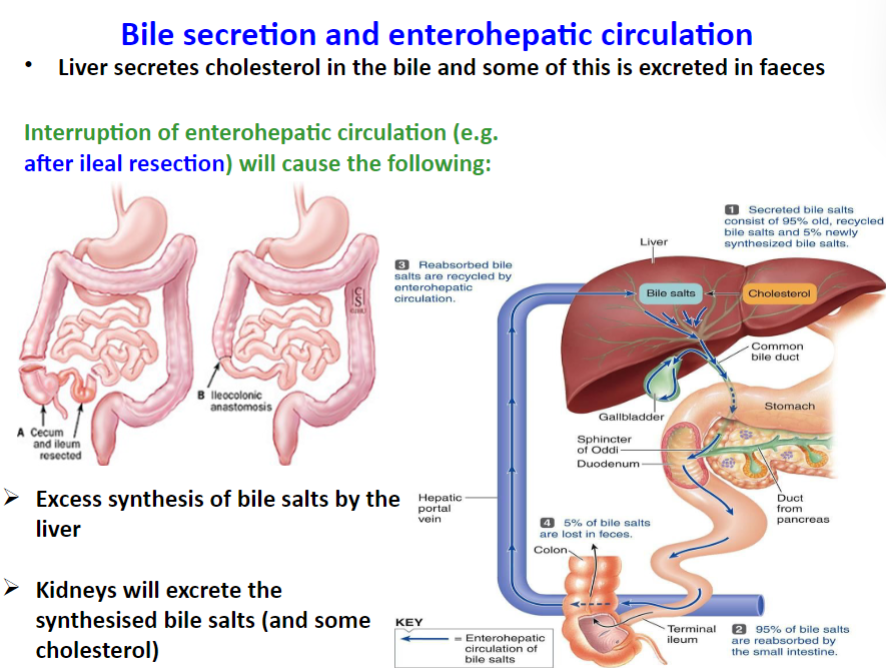 <p>★Interruption of enterohepatic circulation leads to excess synthesis of bile salts by the liver.</p><p>★The kidneys will excrete the synthesized bile salts (and some cholesterol).</p>