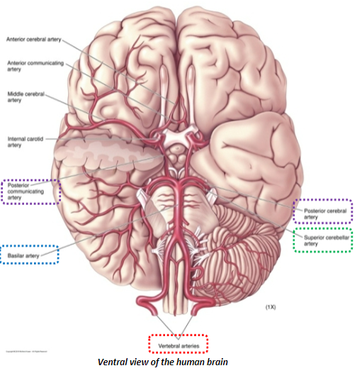 <p>The <strong>vertebral arteries</strong> converge near the base of the <strong>pons</strong> to form the <strong>basilar artery</strong>.</p><p>The <strong>basilar artery</strong> then splits into the <strong>right and left superior cerebellar arteries</strong> and the <strong>posterior cerebral arteries</strong> at the level of the <strong>midbrain</strong>.</p>