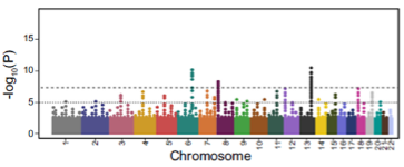 <p>A <strong>PRS</strong>/<strong>PGS</strong> is a <strong>quantitative assessment</strong> of an individual's <strong>genetic risk/predisposition</strong> to a disease by combining data for all identified <strong>risk variants</strong>.</p>