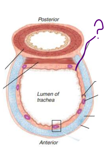 <p><strong>Trachea</strong></p><p>the ________ is composed of __________ _______ ___________</p><p><em>Rests on lamina propria&nbsp;</em></p><p><em>Elastic fibers</em></p>