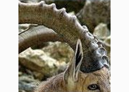 <p>ibex</p>