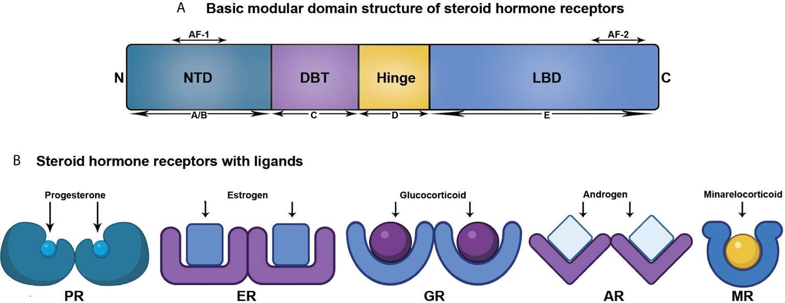 <p>✿Steroid hormone receptors are transcription factors.</p><p>✿They possess different functional domains, labelled A to F.</p><p>✿The C domain serves as the DNA binding region and is highly conserved.</p><p>✿Both the A/B domains and E/F domains exhibit transcriptional activity (AF-1/AF-2).</p><p>✿Continual discovery of different steroid receptors is ongoing.</p>