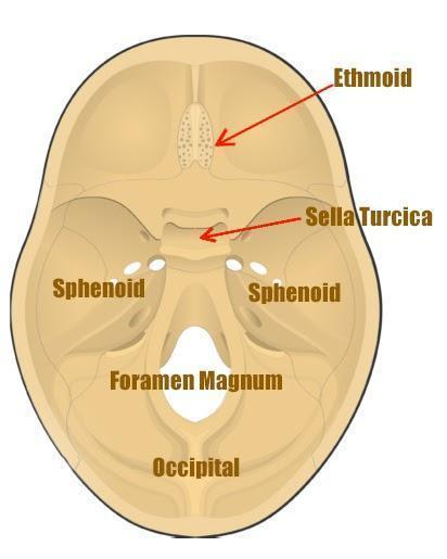 <p>The pituitary gland lies below the brain in the Sella Turcica.</p>