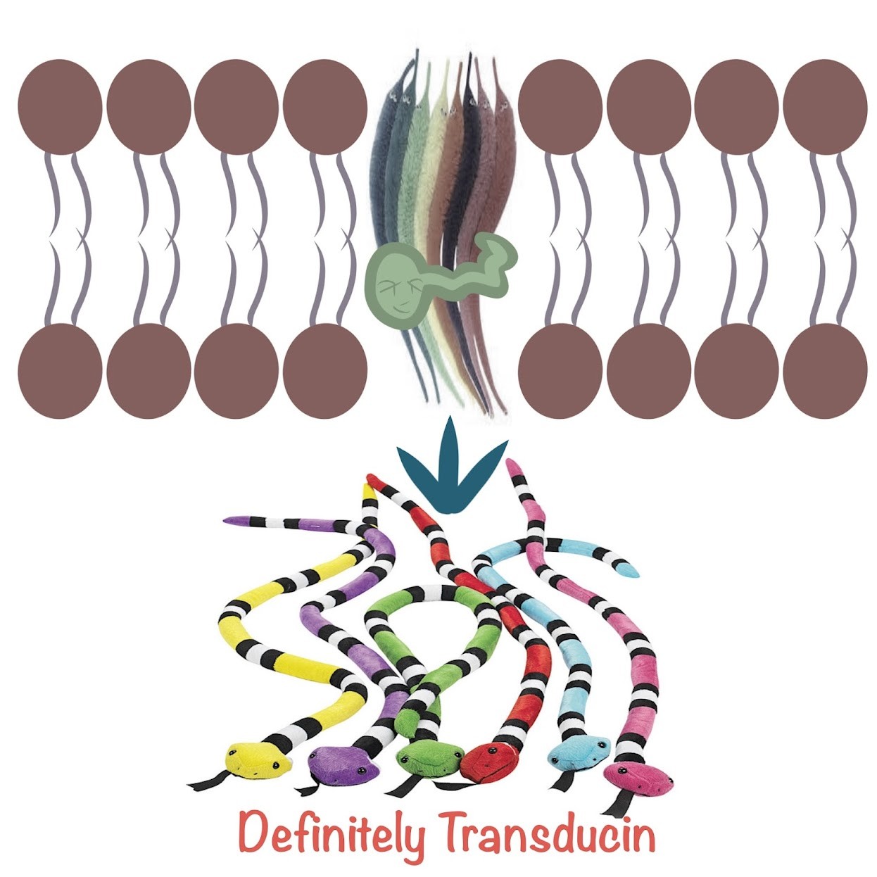 <p>Transducin</p>