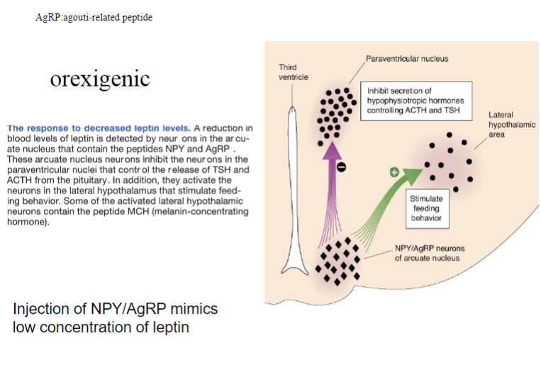 <p><strong>Injection of NPY (Neuropeptide Y) and AgRP (Agouti-related peptide)</strong> induces an <strong>orexigenic response</strong>, meaning it <strong>increases appetite</strong>.</p><p>These substances <strong>mimic low leptin concentrations</strong> by signaling the brain to promote hunger and increase food intake.</p><p>NPY and AgRP work by inhibiting the effects of anorectic peptides (like αMSH) and activating pathways that drive hunger.</p>