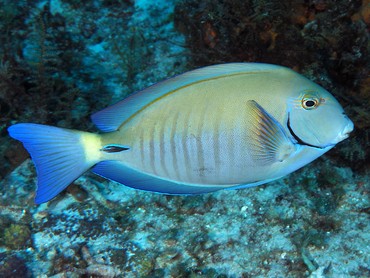 <p>Acanthurus chirurgus</p>