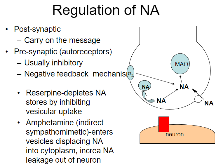 <p><strong>Post-synaptic:</strong> Carry on the message</p><p><strong>Pre-synaptic (autoreceptors):</strong> Usually inhibitory, serving as a negative feedback mechanism</p>