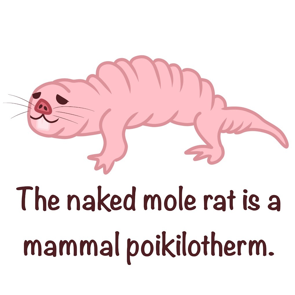 <p>Allows their <span class="tt-bg-green">internal temperature to vary</span> with the environment; includes most terrestrial ectotherms, small mammals, and birds</p>