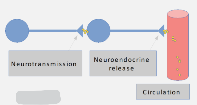 <p>Explain the concept of neurosecretory cells (2), and neuroendocrine integration (2)</p>