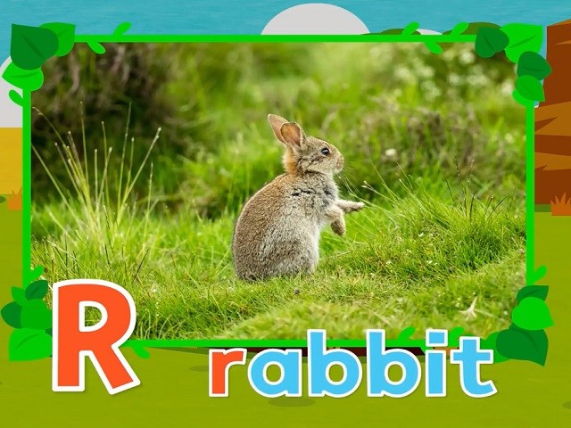 <p>rabbit</p>